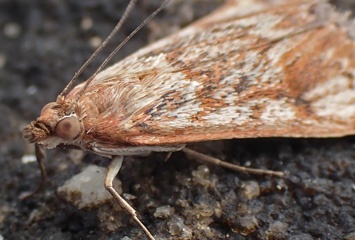 P1053677b.jpg